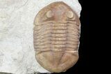 Asaphus Latus Trilobite With Cephalopod - Russia #74034-2